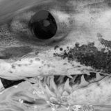 Cape Cod Shark Tagging