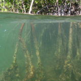 Coral in Mangroves
